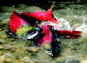  Stormwater Runoff Pollution Prevention Aides Salmon